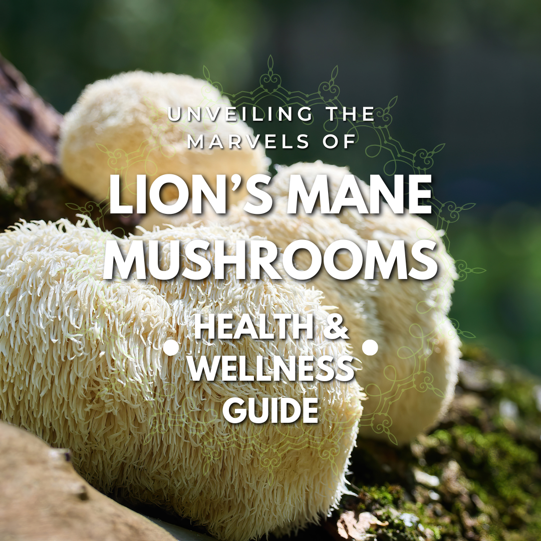 Closeup of a wild Lion's Mane mushroom growing on a log, showcasing its fluffy, brain-like appearance