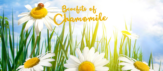 Discover the Soothing Benefits of Chamomile as a Supplement