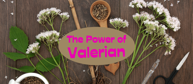The Power of Valerian: Unlocking the Benefits of Better Sleep